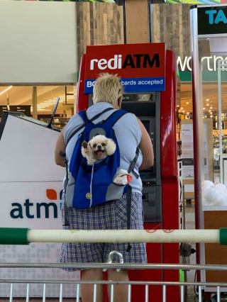 Illustration de l'article : 45 photos de chiens qui vous mettront de bonne humeur pour la journée