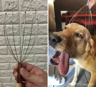 Illustration de l'article : 45 photos de chiens qui vous mettront de bonne humeur pour la journée