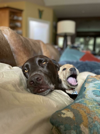 Illustration de l'article : 45 photos de chiens qui vous mettront de bonne humeur pour la journée