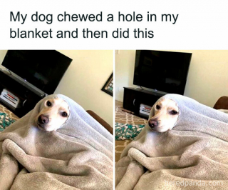 Illustration de l'article : 45 photos de chiens qui vous mettront de bonne humeur pour la journée