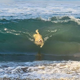 Illustration de l'article : 45 photos de chiens qui vous mettront de bonne humeur pour la journée