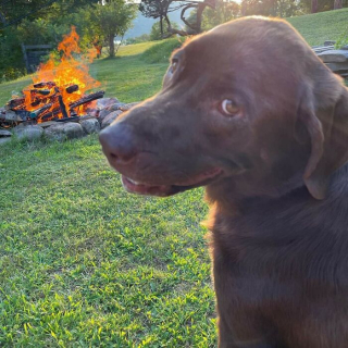 Illustration de l'article : 45 photos de chiens qui vous mettront de bonne humeur pour la journée