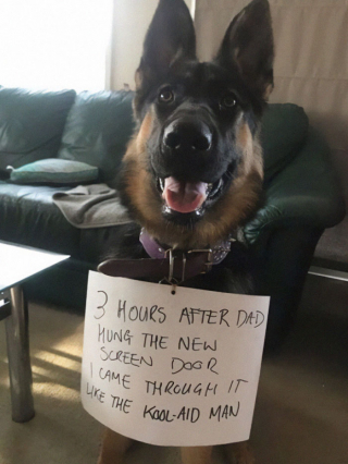 Illustration de l'article : 45 photos de chiens qui vous mettront de bonne humeur pour la journée