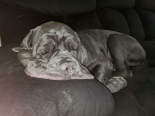 Illustration de l'article : 45 photos de chiens qui vous mettront de bonne humeur pour la journée