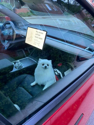 Illustration de l'article : 45 photos de chiens qui vous mettront de bonne humeur pour la journée