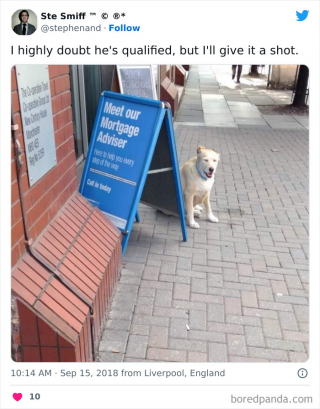 Illustration de l'article : 45 photos de chiens qui vous mettront de bonne humeur pour la journée