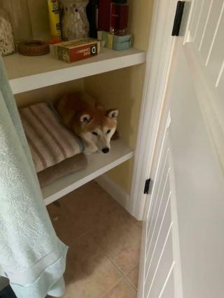 Illustration de l'article : 45 photos de chiens qui vous mettront de bonne humeur pour la journée