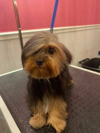 Illustration de l'article : 45 photos de chiens qui vous mettront de bonne humeur pour la journée