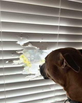 Illustration de l'article : 45 photos de chiens qui vous mettront de bonne humeur pour la journée