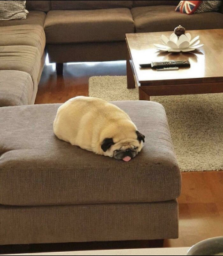 Illustration de l'article : 45 photos de chiens qui vous mettront de bonne humeur pour la journée