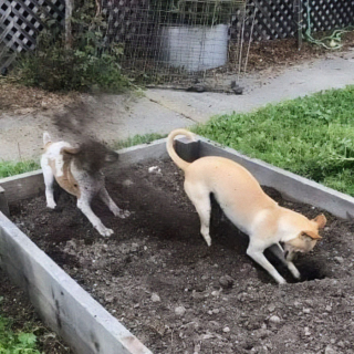 Illustration de l'article : 45 photos de chiens qui vous mettront de bonne humeur pour la journée