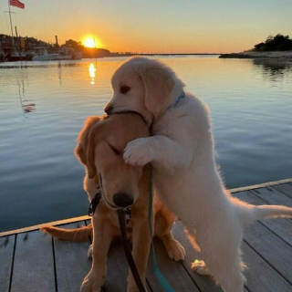 Illustration de l'article : 45 photos de chiens qui vous mettront de bonne humeur pour la journée