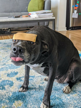 Illustration de l'article : 45 photos de chiens qui vous mettront de bonne humeur pour la journée