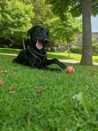 Illustration de l'article : 45 photos de chiens qui vous mettront de bonne humeur pour la journée