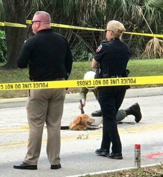 Illustration de l'article : 45 photos de chiens qui vous mettront de bonne humeur pour la journée