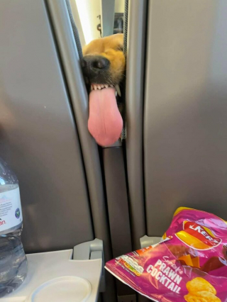 Illustration de l'article : 45 photos de chiens qui vous mettront de bonne humeur pour la journée