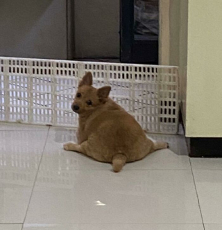 Illustration de l'article : 45 photos de chiens qui vous mettront de bonne humeur pour la journée