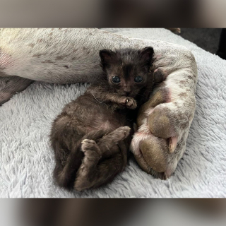 Illustration de l'article : Le rôle insoupçonné d’Atlas, l'imposant American Staffordshire Terrier dans la vie des chatons abandonnés