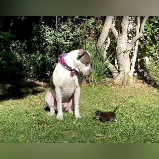 Illustration de l'article : Le rôle insoupçonné d’Atlas, l'imposant American Staffordshire Terrier dans la vie des chatons abandonnés