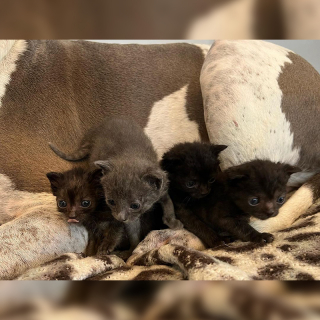 Illustration de l'article : Le rôle insoupçonné d’Atlas, l'imposant American Staffordshire Terrier dans la vie des chatons abandonnés