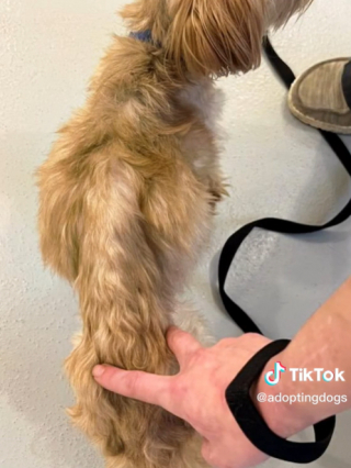 Illustration de l'article : Ce chien de sauvetage se bat pour rester en vie et trouver une nouvelle famille aimante 