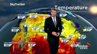 Illustration de l'article : 13 photos drôles et touchantes d'un Goldendoodle ayant volé la vedette à son maître lors d'un bulletin météo