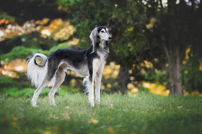 5 émotions que votre chien exprime avec sa queue : savoir décrypter ses