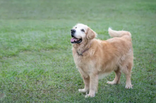 Illustration de l'article : 5 émotions que votre chien exprime avec sa queue : savoir décrypter ses positions et mouvements