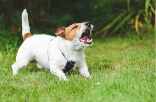 Illustration de l'article : 5 émotions que votre chien exprime avec sa queue : savoir décrypter ses positions et mouvements