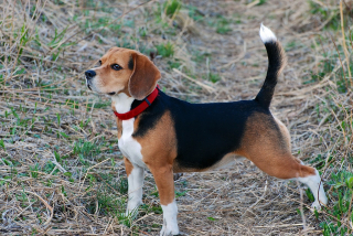 Illustration de l'article : 5 émotions que votre chien exprime avec sa queue : savoir décrypter ses positions et mouvements