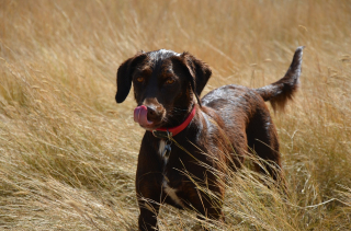 Illustration de l'article : 5 émotions que votre chien exprime avec sa queue : savoir décrypter ses positions et mouvements