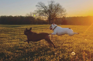Illustration de l'article : Le parcours inspirant de Ralphie : un chien rebelle transformé par la formation et l'amour