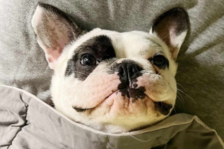 Illustration de l'article : Le parcours inspirant de Ralphie : un chien rebelle transformé par la formation et l'amour