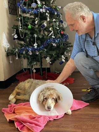 Illustration de l'article : L'étonnante histoire de Jazzy, une chienne qui a refait surface après avoir disparu durant 7 ans