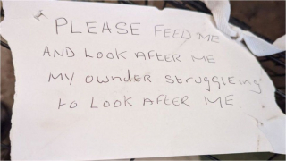 Illustration de l'article : Rudy, un jeune Épagneul à la patte malformée, a été abandonné avec son congénère dans une cage avec un mot de son propriétaire