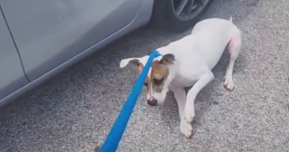 Illustration de l'article : Après 100 jours passés au refuge, ce chien supplie les bénévoles de ne pas le ramener dans son box au refuge (vidéo)