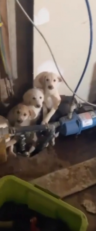 Illustration de l'article : Le sauvetage éprouvant de 11 chiots, abandonnés dans le sous-sol d’une maison (vidéo)
