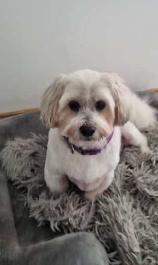 Illustration de l'article : Bentley, abandonné en raison de sa maladie de peau, reprend goût à la vie grâce à l’aide d’une association