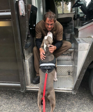 Illustration de l'article : 20 photos touchantes où chiens et livreurs sont ravis de faire connaissance ou de se revoir