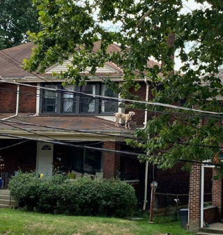 Illustration de l'article : 14 photos montrant nos amis canins se comportant comme des humains