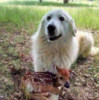 Illustration de l'article : 14 photos montrant nos amis canins se comportant comme des humains