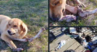 Illustration de l'article : 14 photos montrant nos amis canins se comportant comme des humains