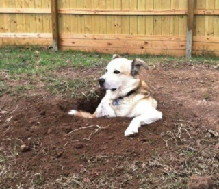 Illustration de l'article : 14 photos montrant nos amis canins se comportant comme des humains