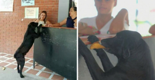 Illustration de l'article : 14 photos montrant nos amis canins se comportant comme des humains