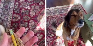 Illustration de l'article : 14 photos montrant nos amis canins se comportant comme des humains