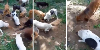 Illustration de l'article : 14 photos montrant nos amis canins se comportant comme des humains