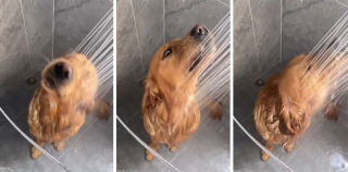 Illustration de l'article : 14 photos montrant nos amis canins se comportant comme des humains