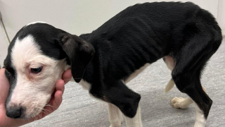 Illustration de l'article : Des chiots retrouvés presque gelés trouvent un refuge chaleureux grâce à un organisme de sauvetage