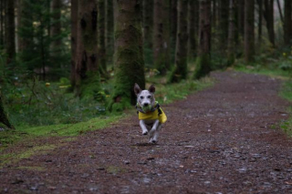 Illustration de l'article : La tumeur de la bouche d'un chien miraculeusement guérie grâce à l'électrochimiothérapie