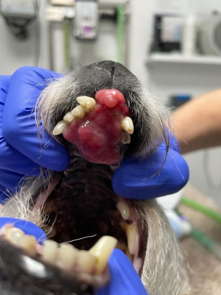 Illustration de l'article : La tumeur de la bouche d'un chien miraculeusement guérie grâce à l'électrochimiothérapie